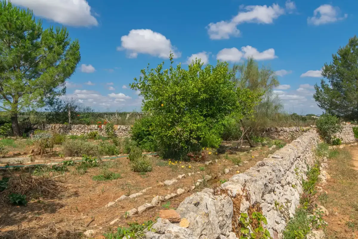 A sunny garden with trees and a low stone wall.