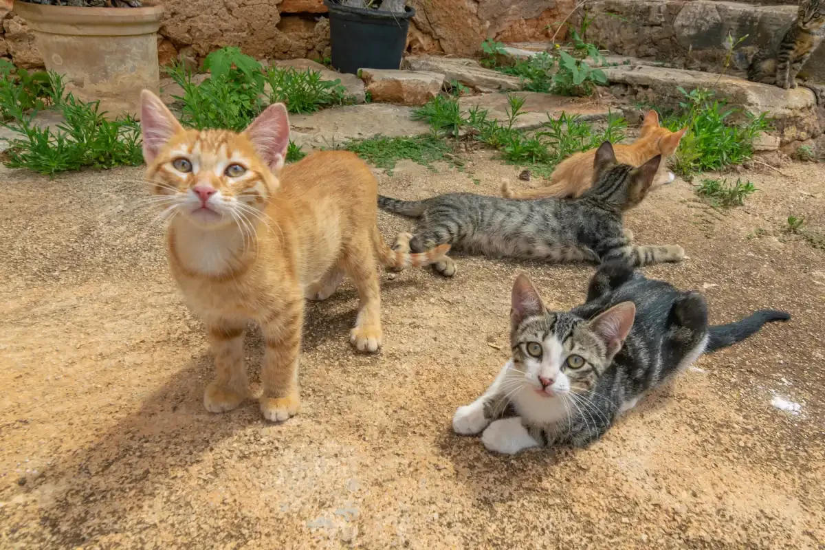 Kittens lounge on a sunlit stone patio amid garden plants.