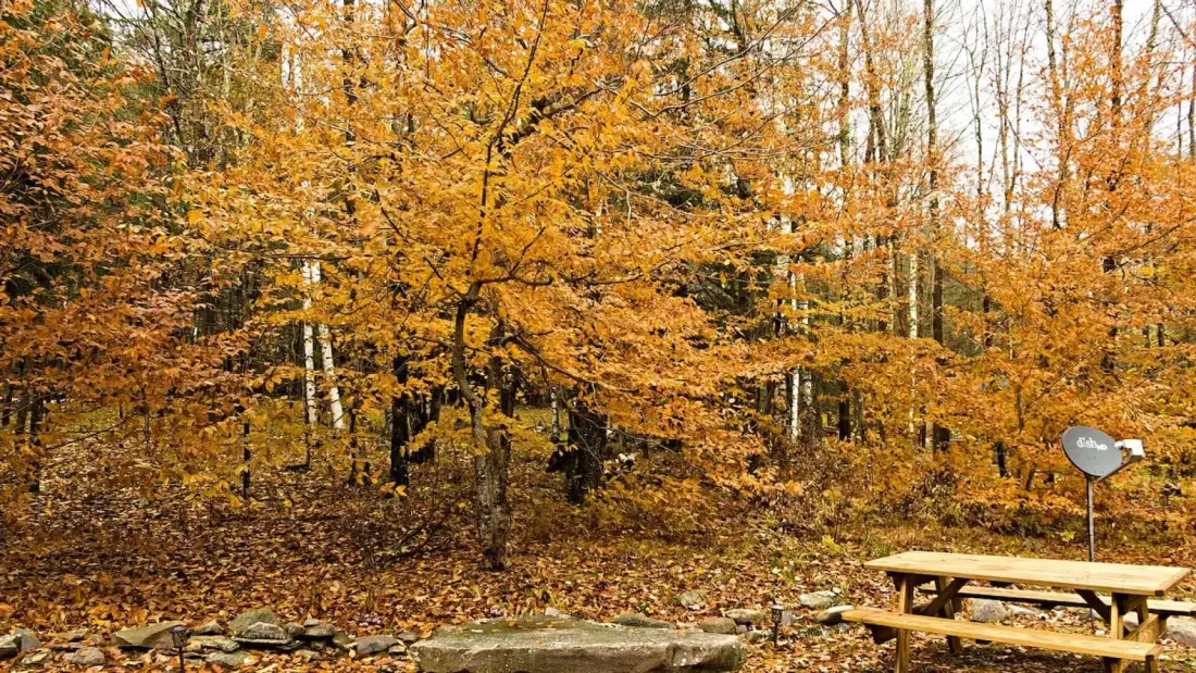 An autumn woodland with orange foliage and a wooden picnic table.