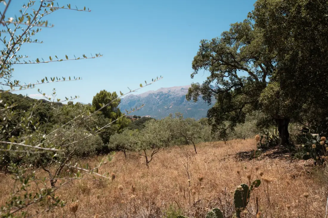 A dry grassy field with scattered trees and mountains in the distance.