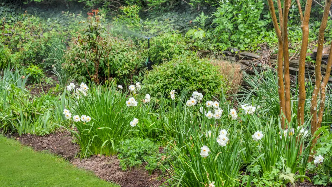 Un jardín frondoso con follaje verde y flores blancas bordea el césped.