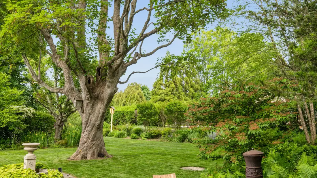 Un jardín frondoso con césped amplio, árboles maduros y una fuente de piedra.