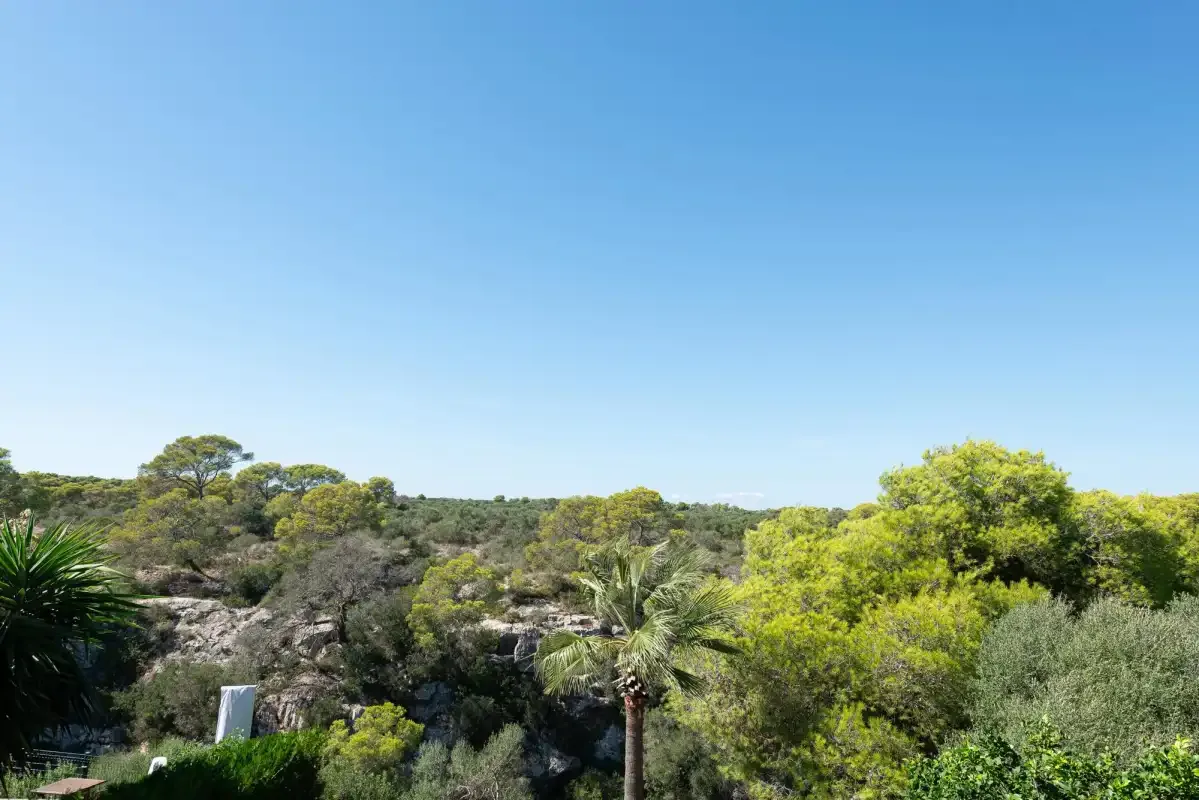 A sunny outdoor landscape with dense green shrubs and trees beneath a clear blue sky.