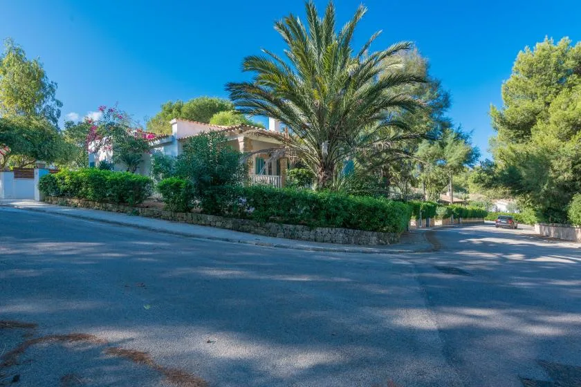 Una calle residencial pasa junto a un seto y una gran palmera.
