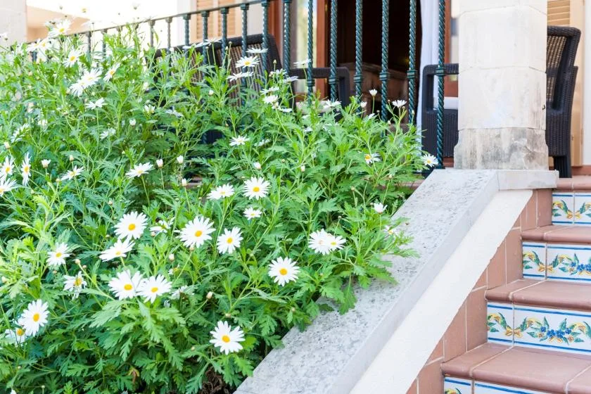 A flower bed of white daisies borders tiled steps and a covered patio.