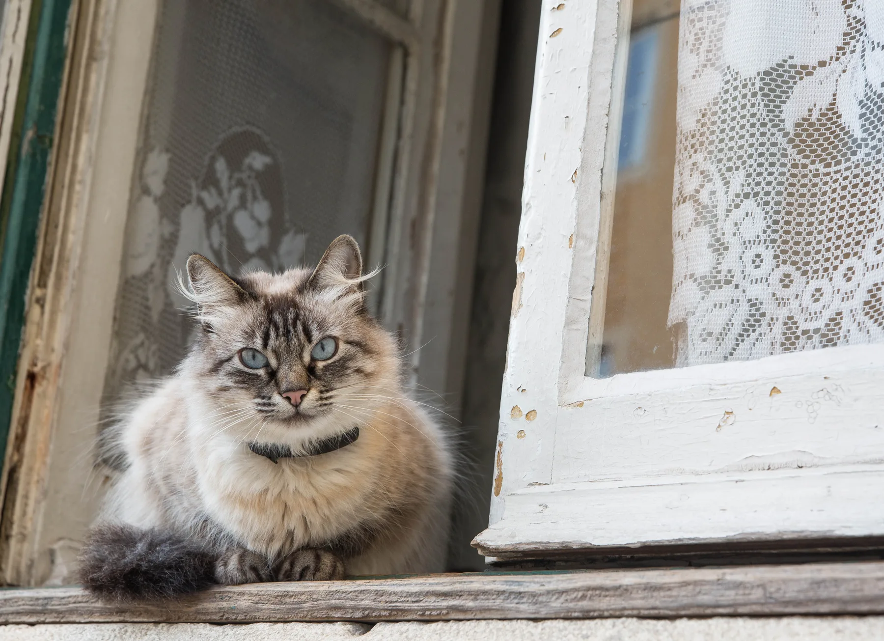 A fluffy cat sits on a windowsill beside a lace-curtained window.