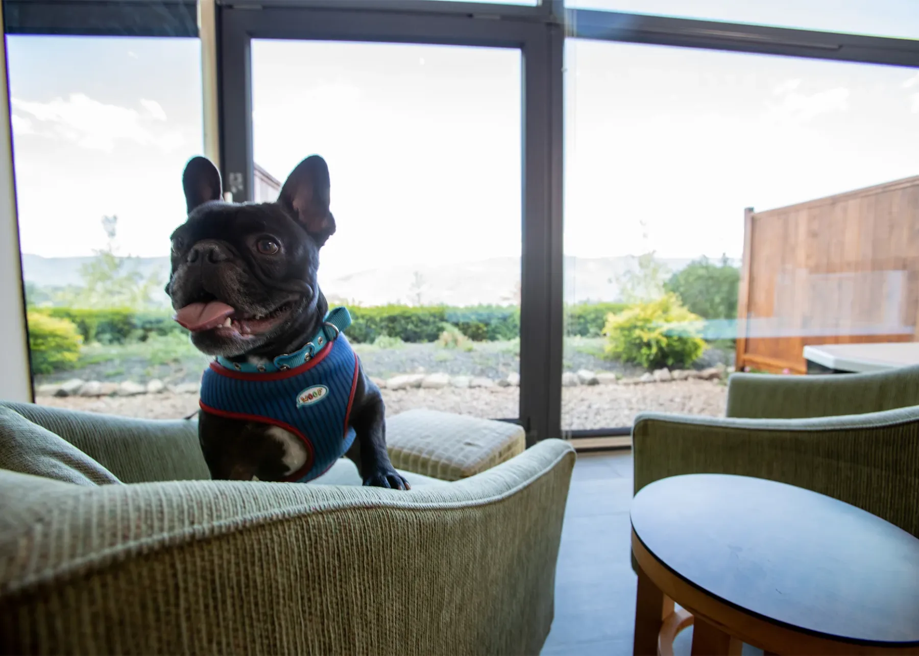 Habitación que admite mascotas