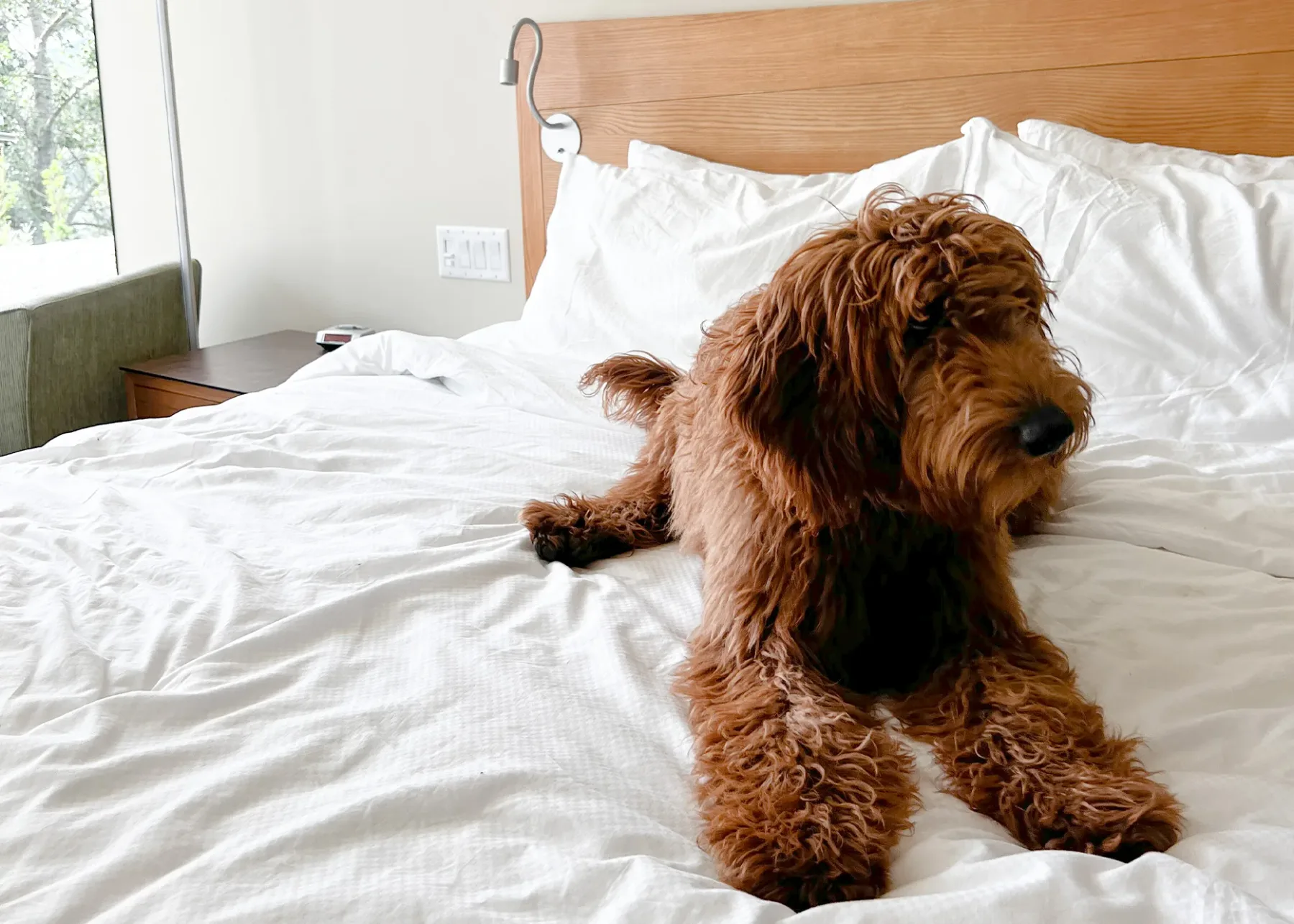 Habitación que admite mascotas