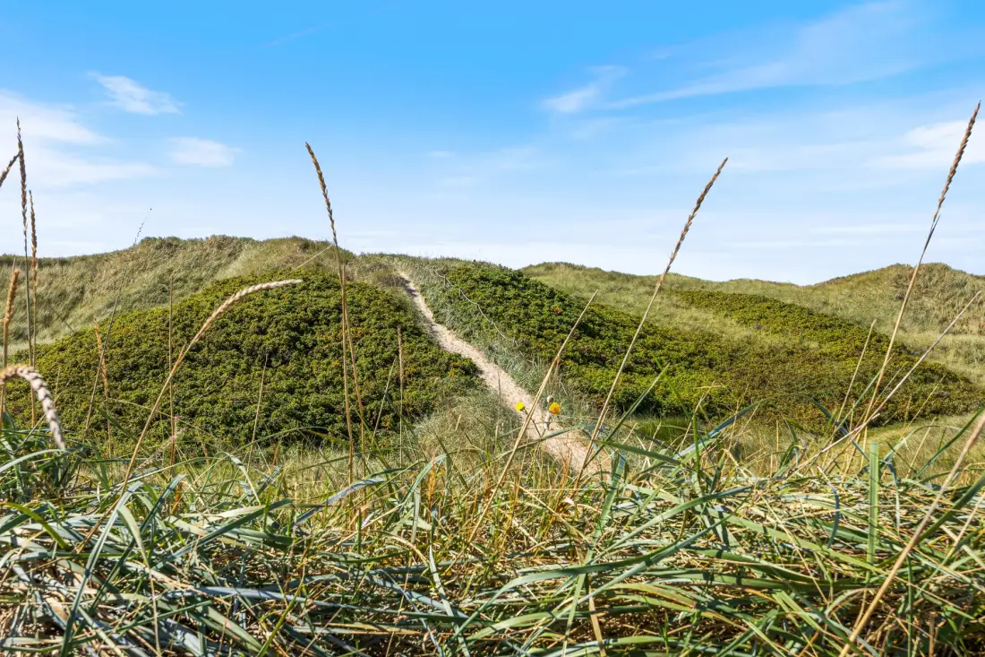 Un sendero de arena serpentea entre dunas cubiertas de hierba bajo un cielo azul despejado.