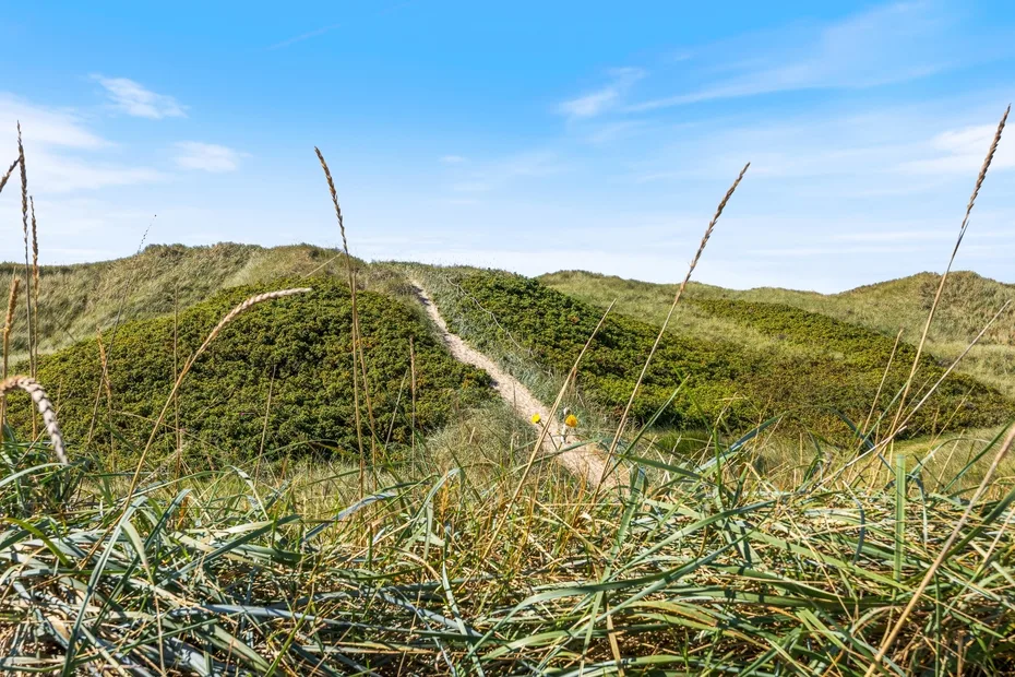 Un sendero de arena atraviesa dunas costeras verdes bajo un cielo azul despejado.