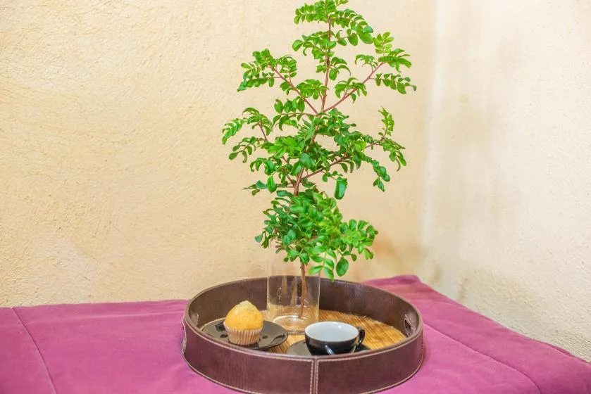 A leafy potted plant sits on a round tray atop a pink-covered surface.
