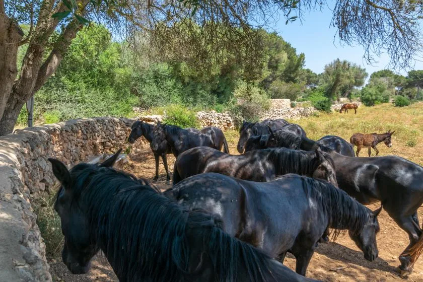 Un grupo de caballos está junto a un muro de piedra en un corral sombreado y arbolado.