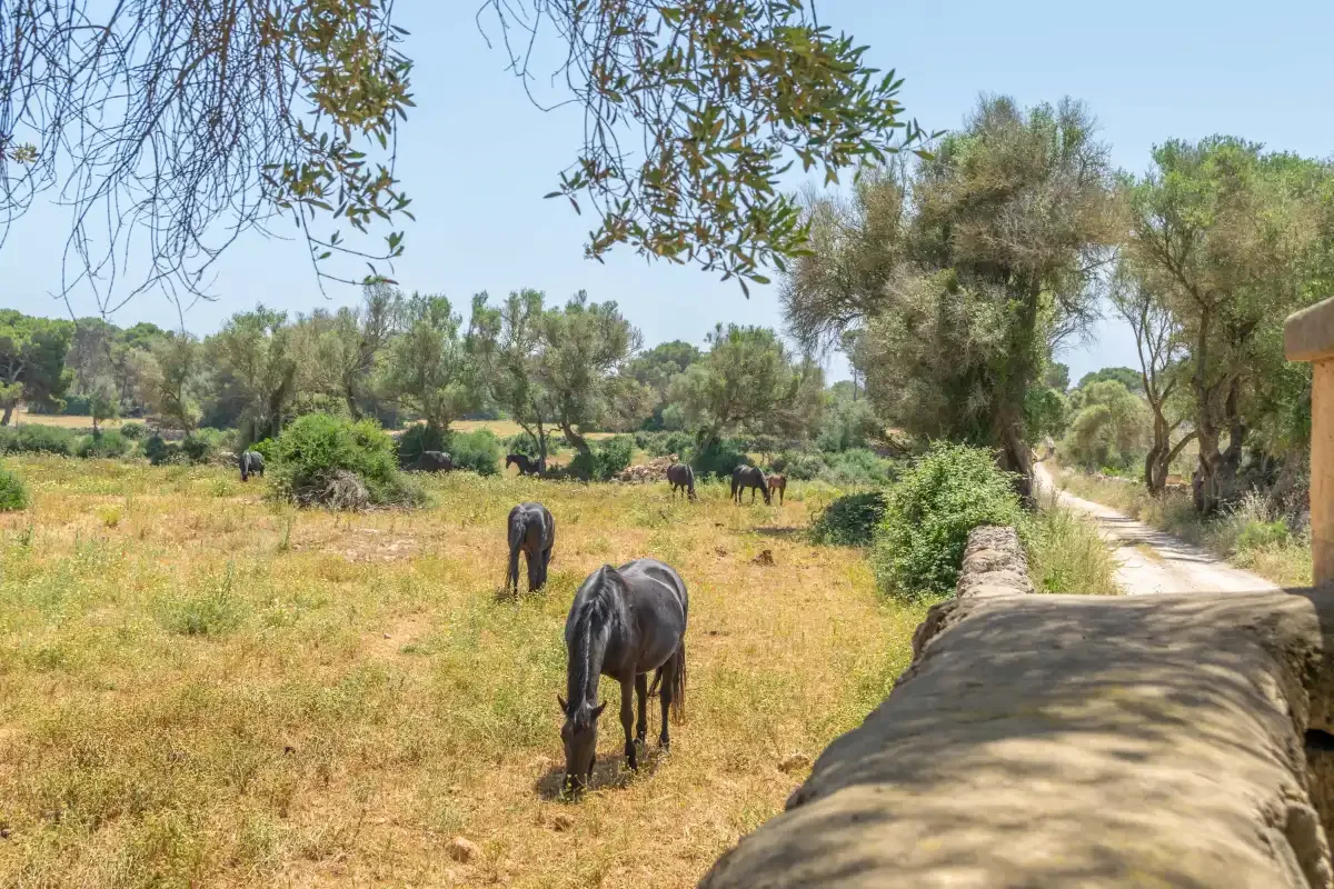 Un prado rural con caballos pastando junto a un camino de tierra estrecho.