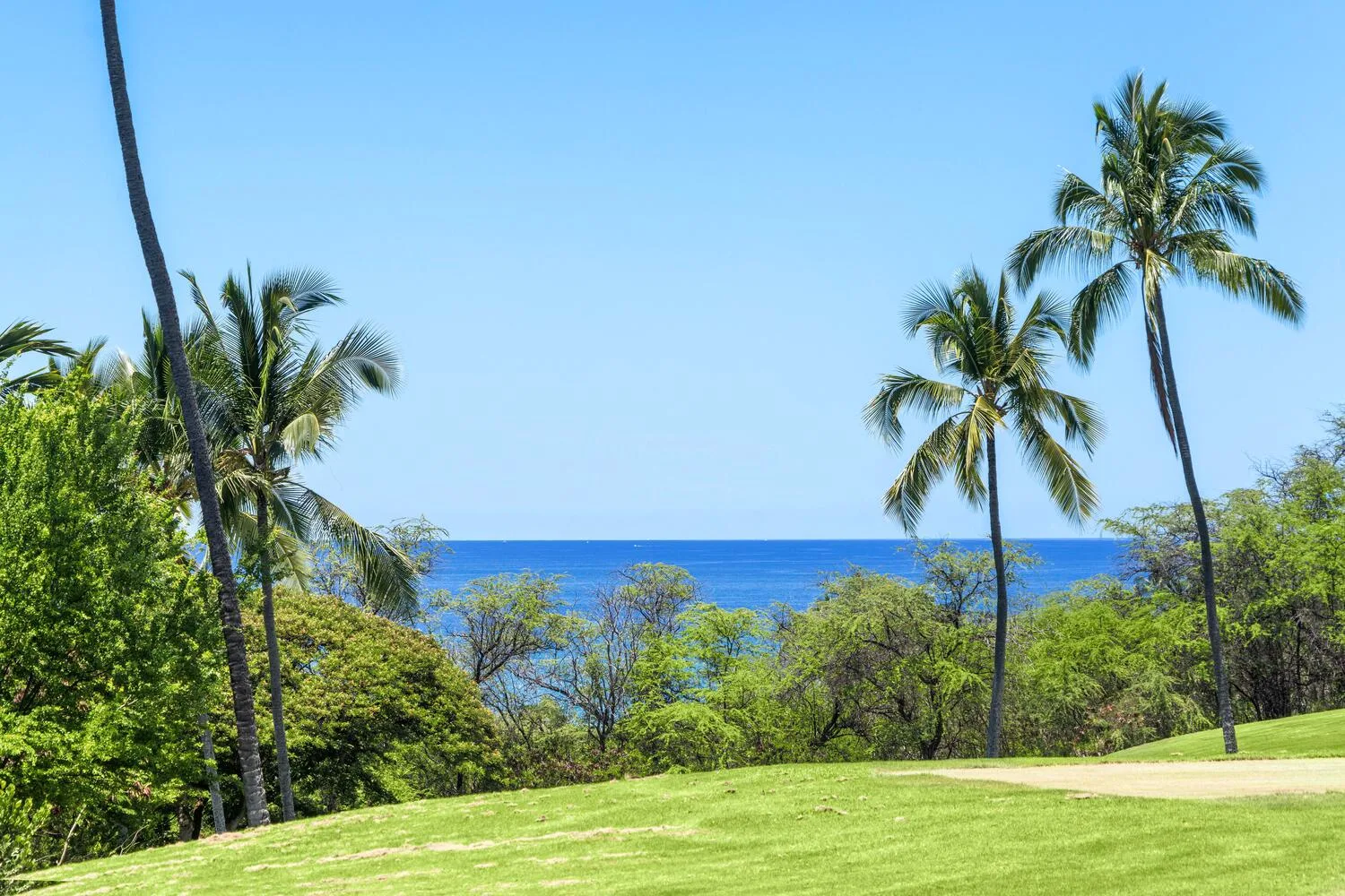Paisaje costero con palmeras, césped verde y océano azul.