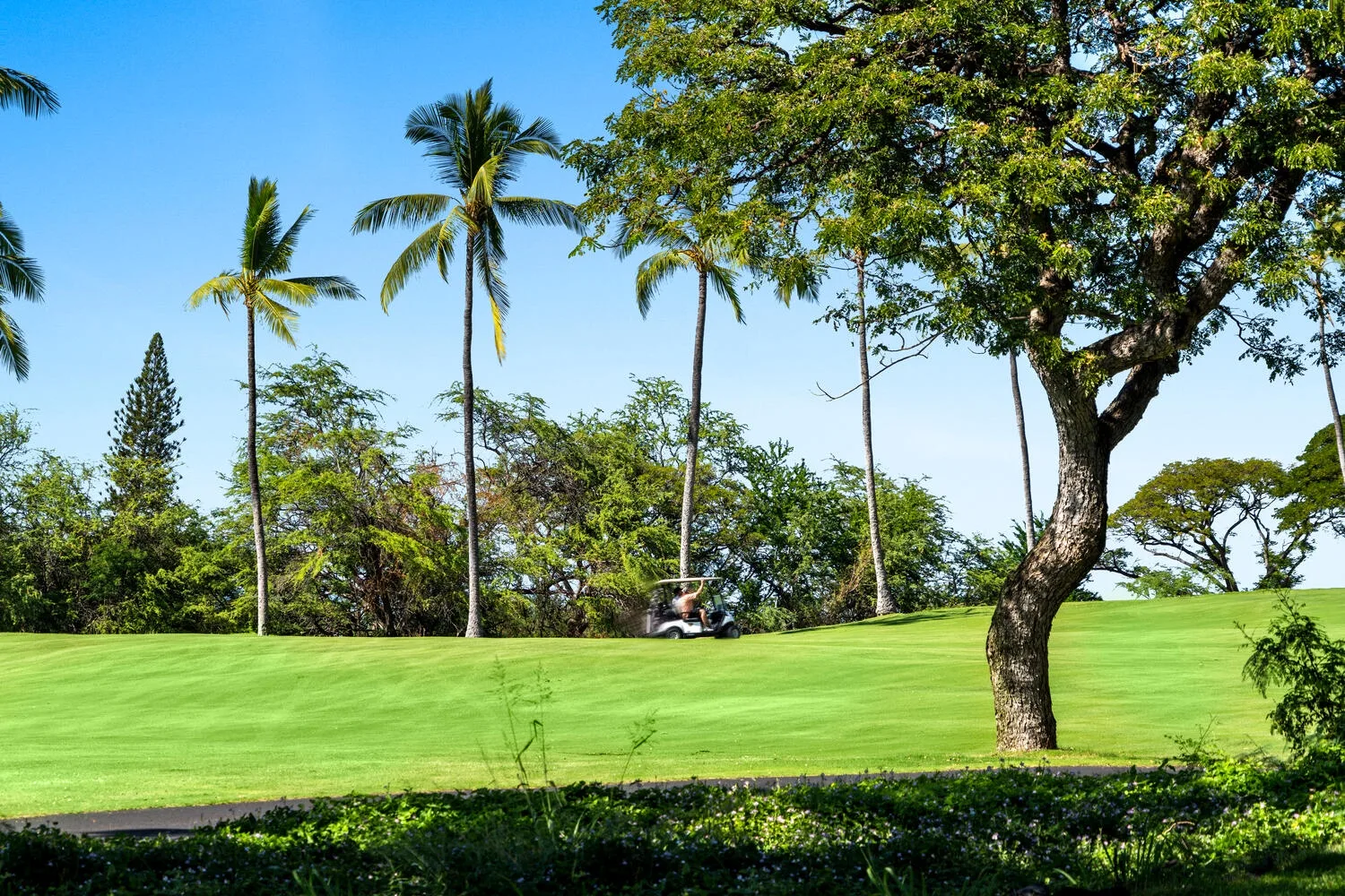 Un césped verde se extiende bajo palmeras y un árbol frondoso.
