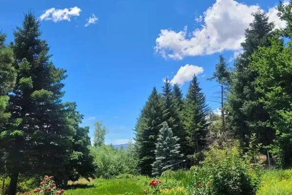 Un jardín bordeado de árboles perennes bajo un cielo azul brillante.