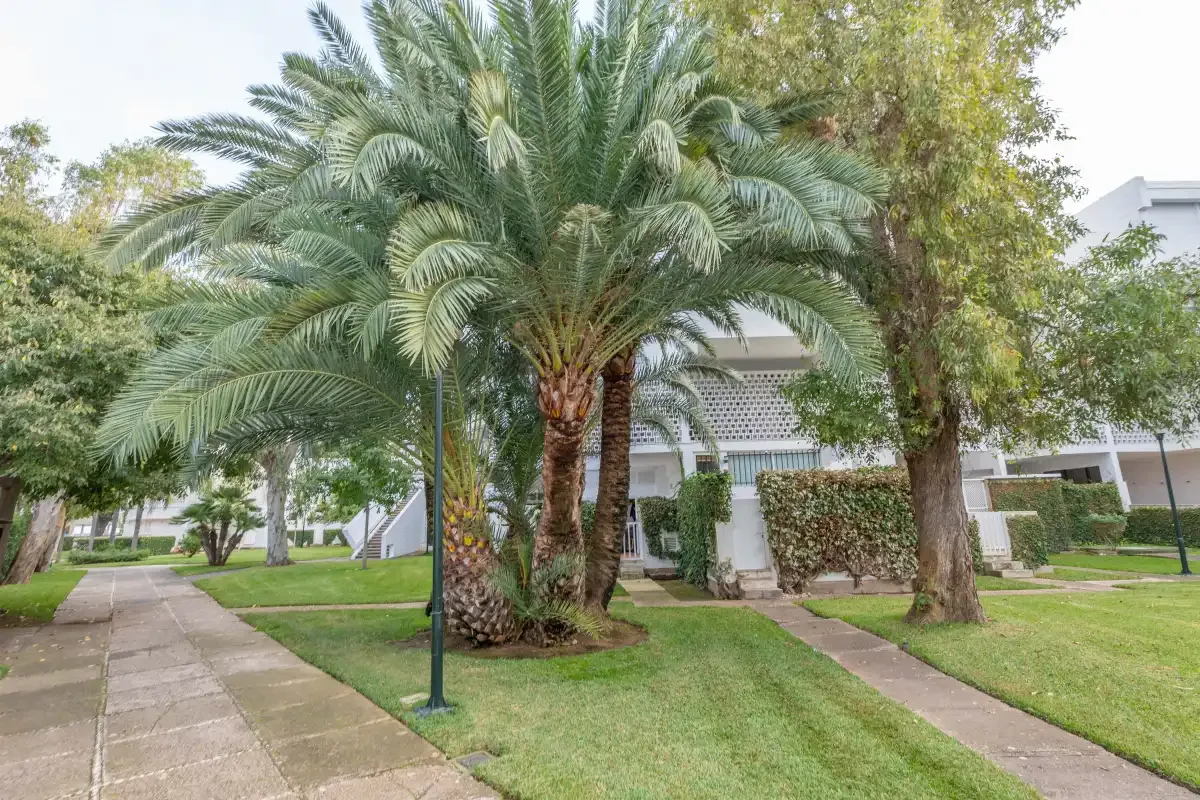 Un paseo ajardinado pasa junto a palmeras y edificios residenciales blancos.