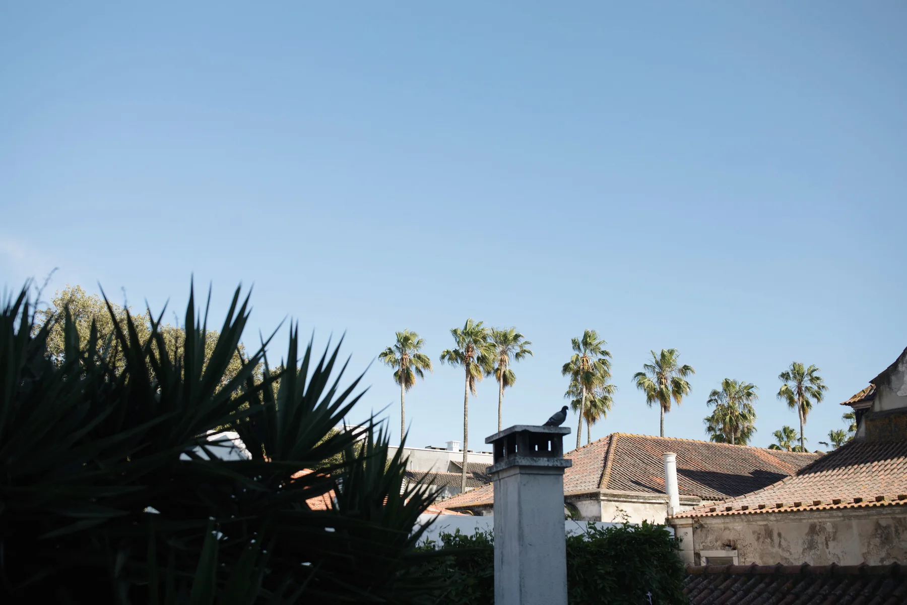 A rooftop scene with palm trees and tiled roofs beneath a clear sky.