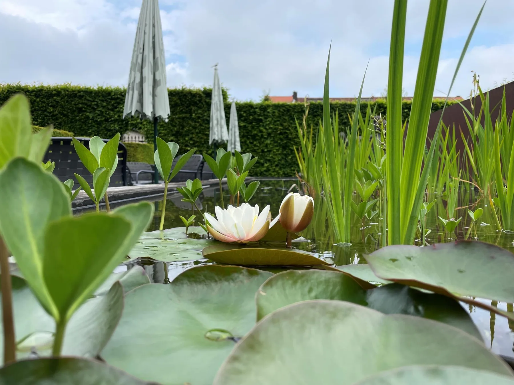 Estanque del jardín del Hotel Montanus