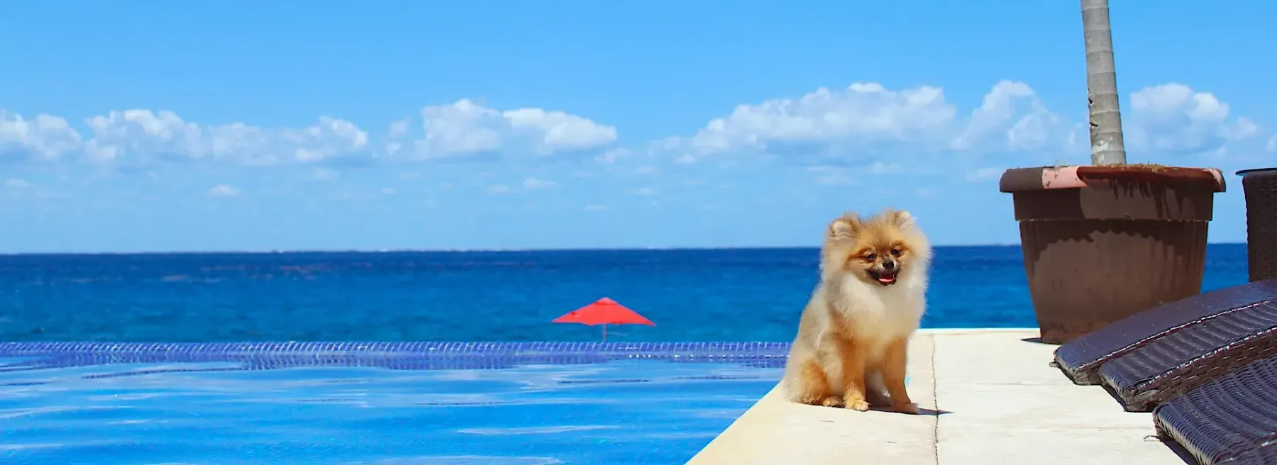 Dog-friendly stay at Hotel B Unique