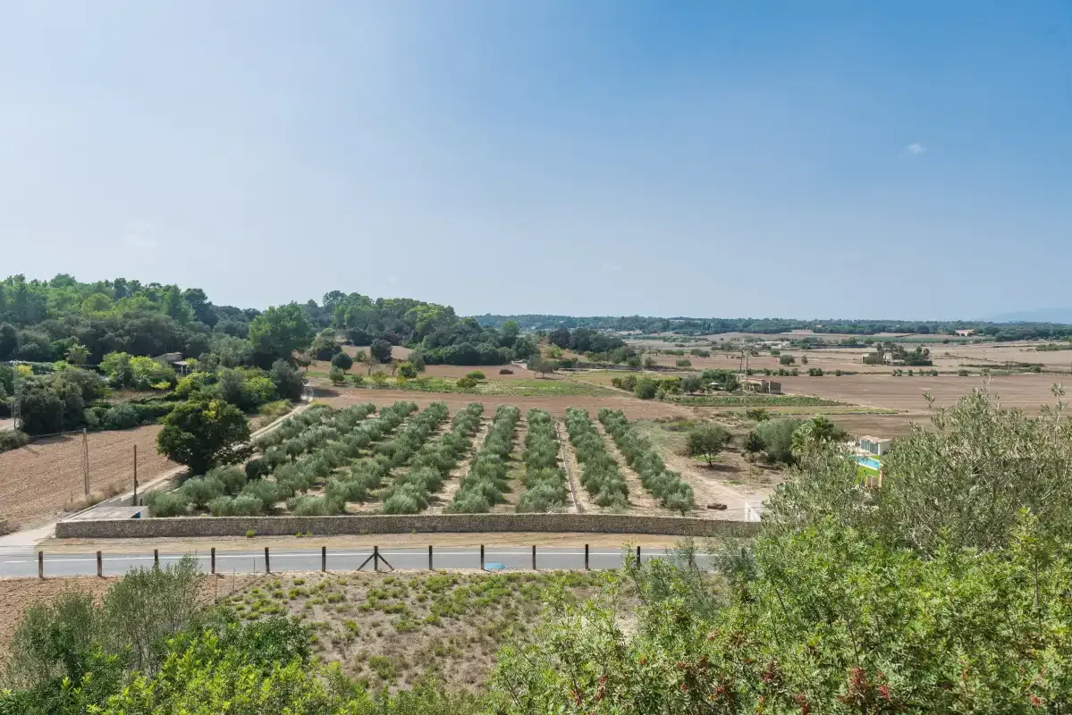 Paisaje rural con campos cultivados, hileras de árboles y una carretera.