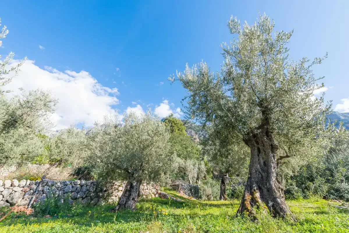 An olive grove with trees, green grass, and a low stone wall.