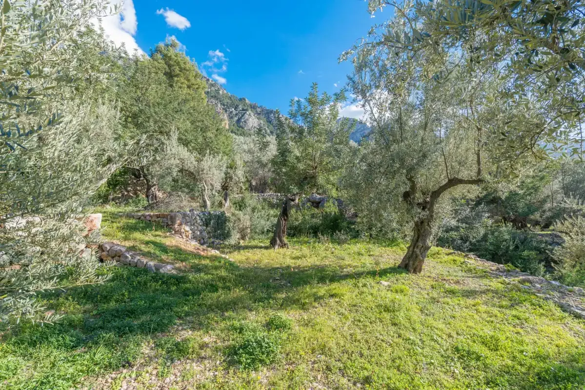 A grassy garden with olive trees and a wooded hillside in the background.