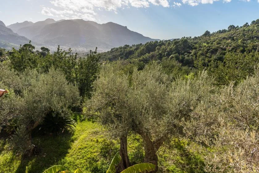 A green hillside with scattered trees stretches toward a mountain range.