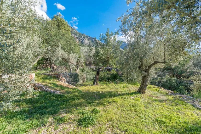 A grassy garden with olive trees and wooded hills in the background.