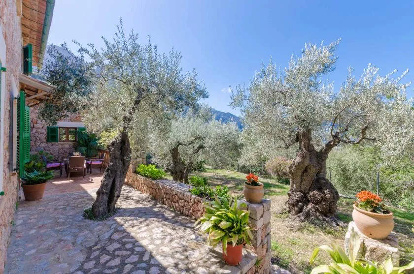 A sunny garden patio with stone paving, leafy trees, and potted flowers.