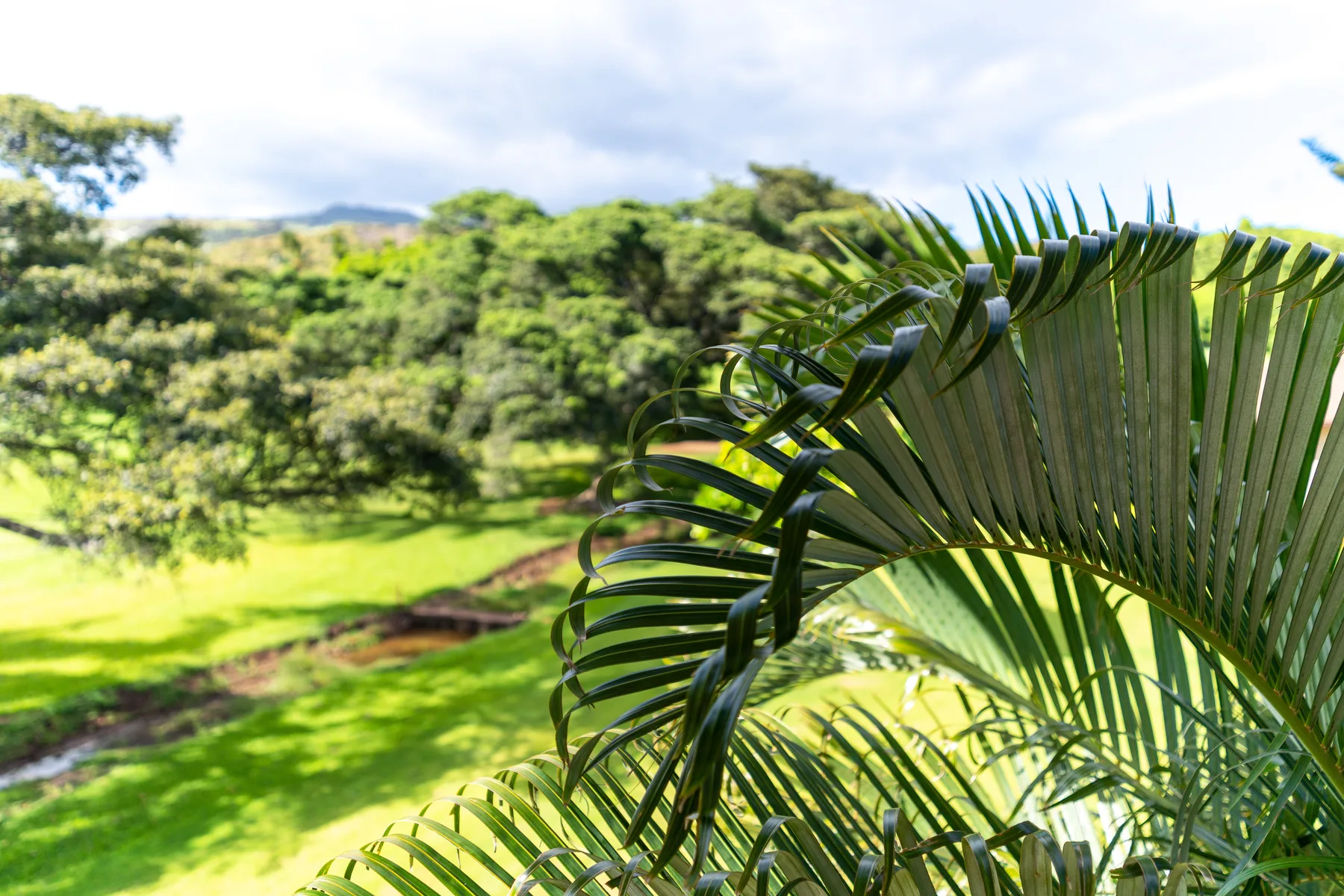 A sunny garden with leafy palm fronds in the foreground.