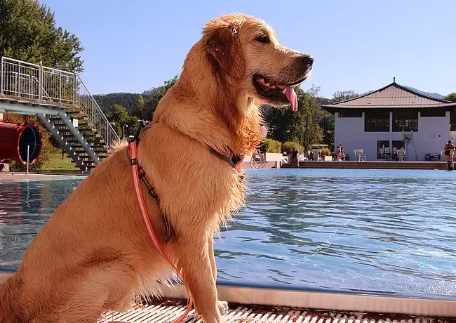 Dog at the hotel