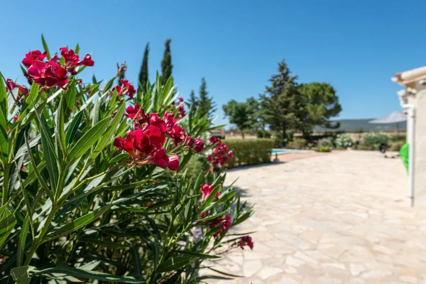 A sunlit paved outdoor walkway bordered by flowering shrubs and trees.