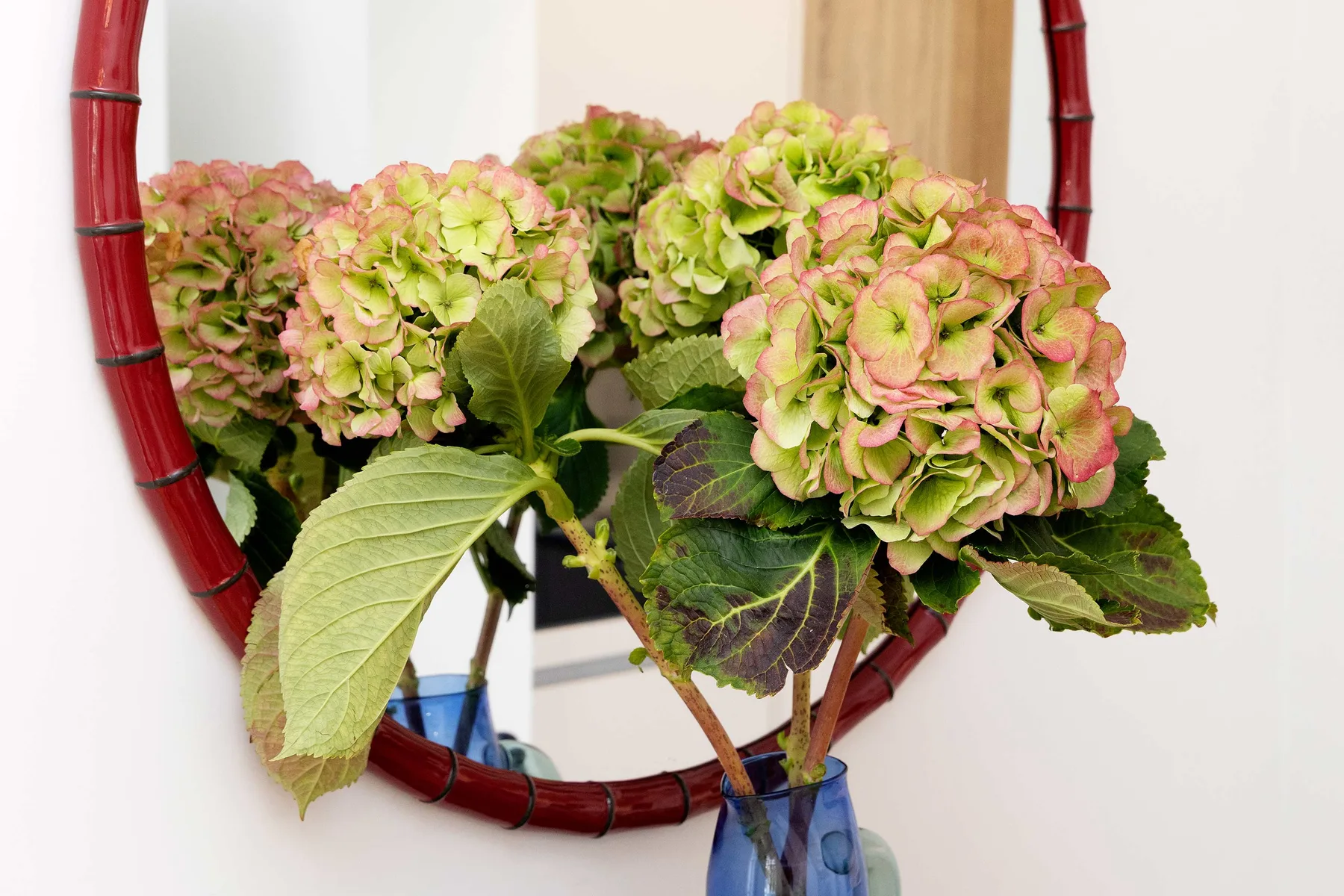 Primer plano de hortensias rosadas y verdes dispuestas en un jarrón de vidrio azul.
