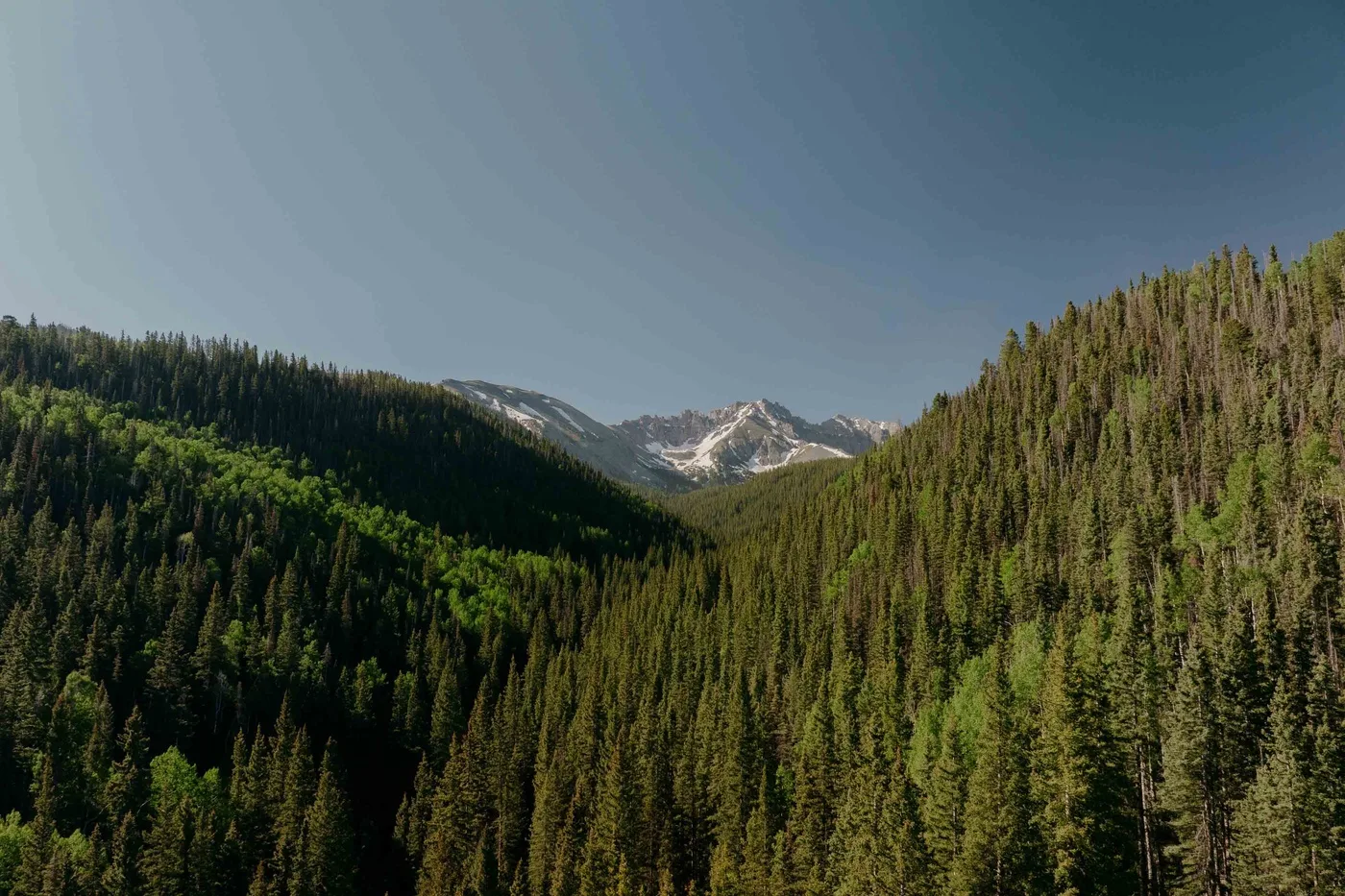 A mountain landscape with forested slopes and snowy peaks beneath a clear sky.