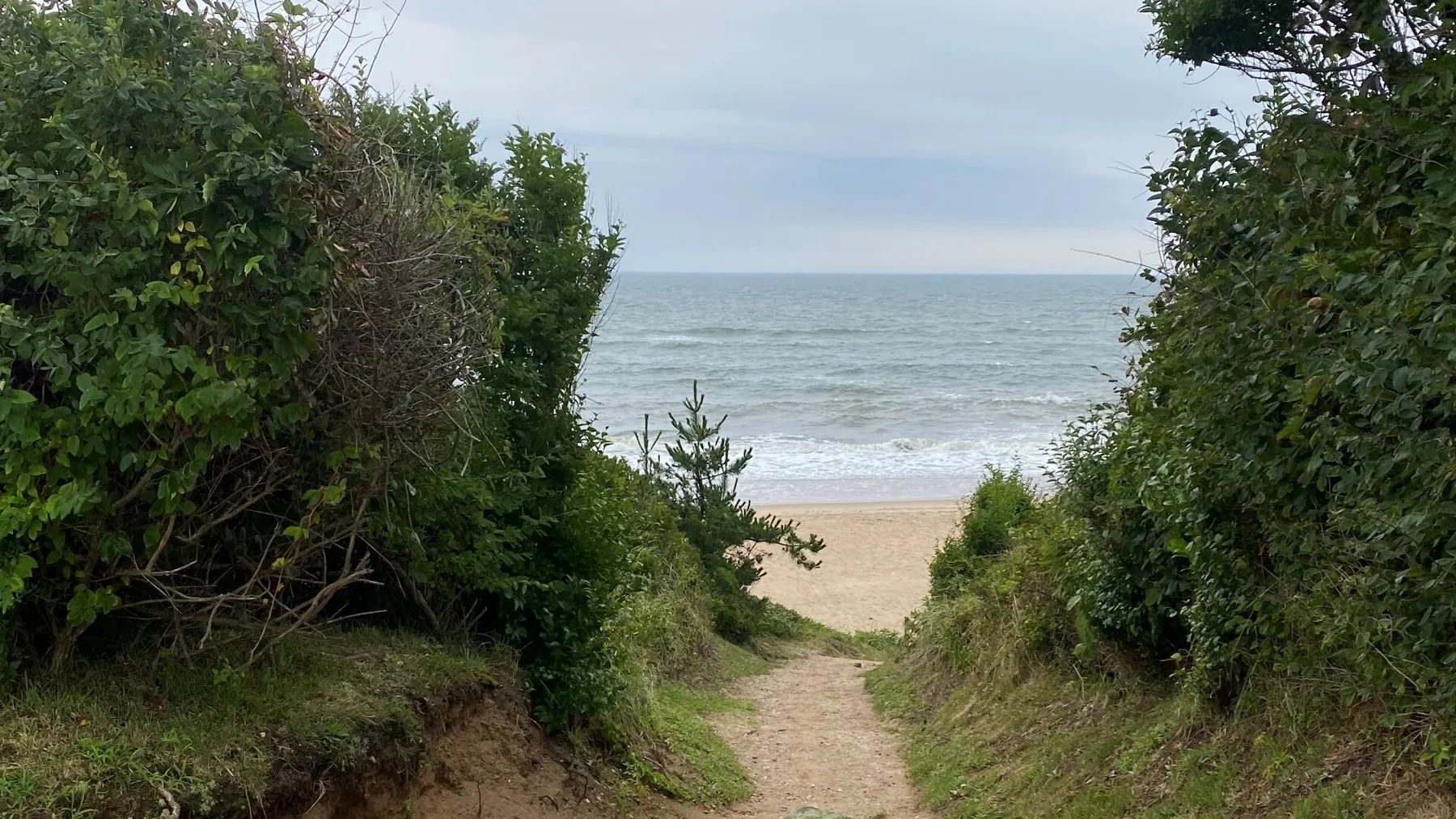 A sandy path through coastal greenery leads to a beach and ocean.