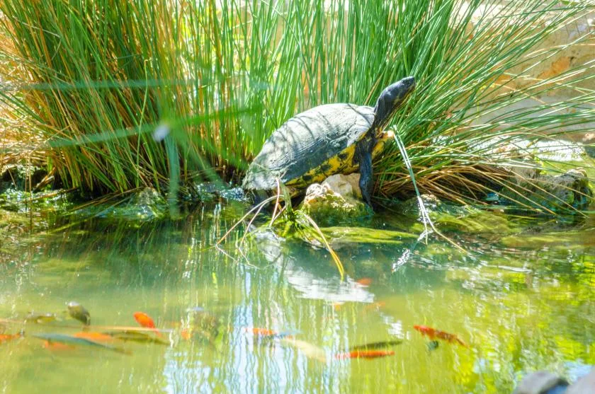 Una tortuga descansa sobre unas rocas junto a un estanque rodeado de hierbas altas.