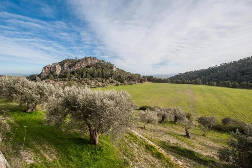 A green meadow stretches between olive trees and wooded hills beneath a cloudy sky.