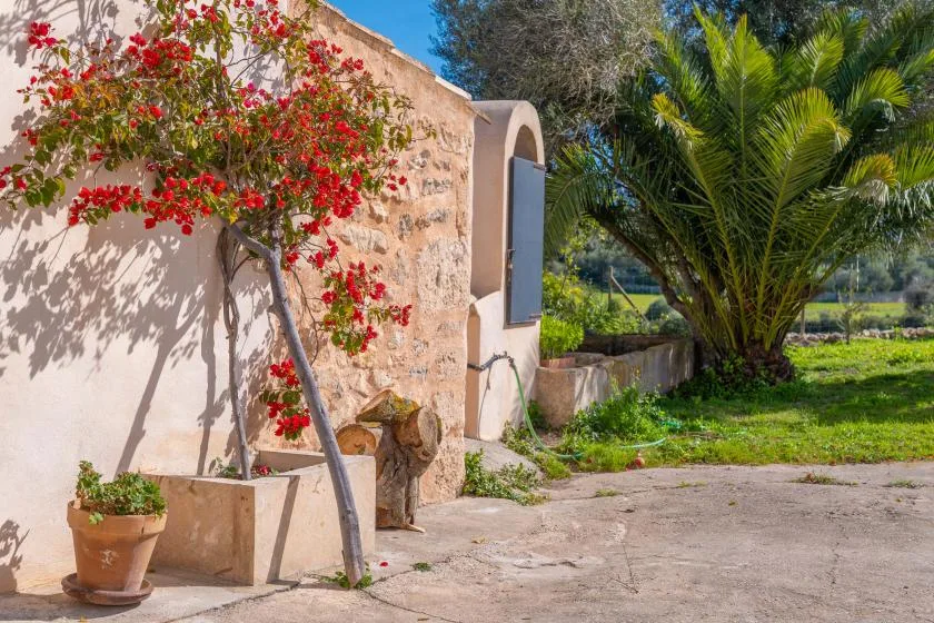 Un patio exterior soleado junto a un muro de piedra, con plantas en flor y palmeras.