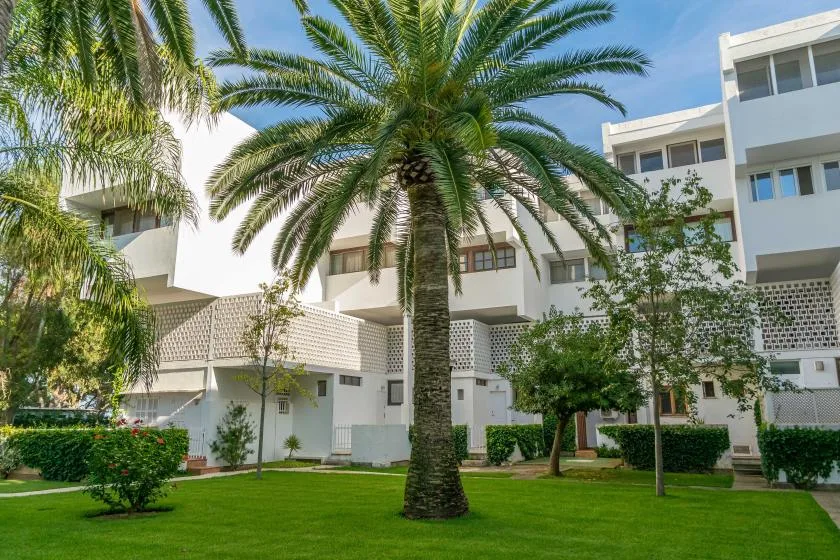 A landscaped courtyard with a tall palm tree in front of a white building.