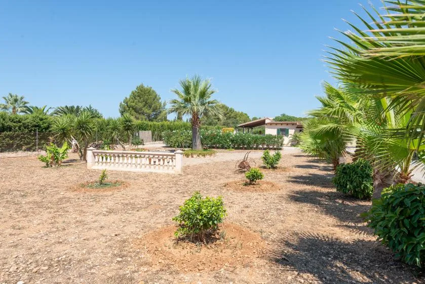 A sunny garden with palm trees, shrubs, and a low white railing.