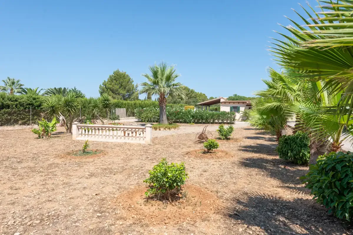 A dry landscaped garden with palm trees and a small balustrade.