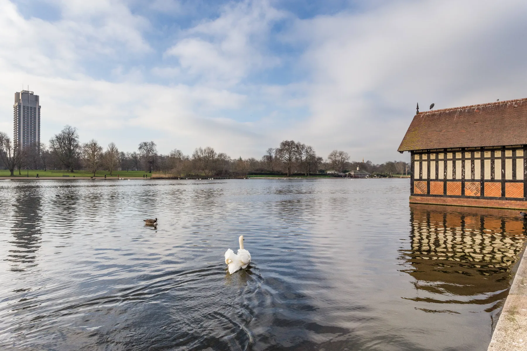 Un lago con cisnes en primer plano y un edificio con entramado de madera junto a la orilla.