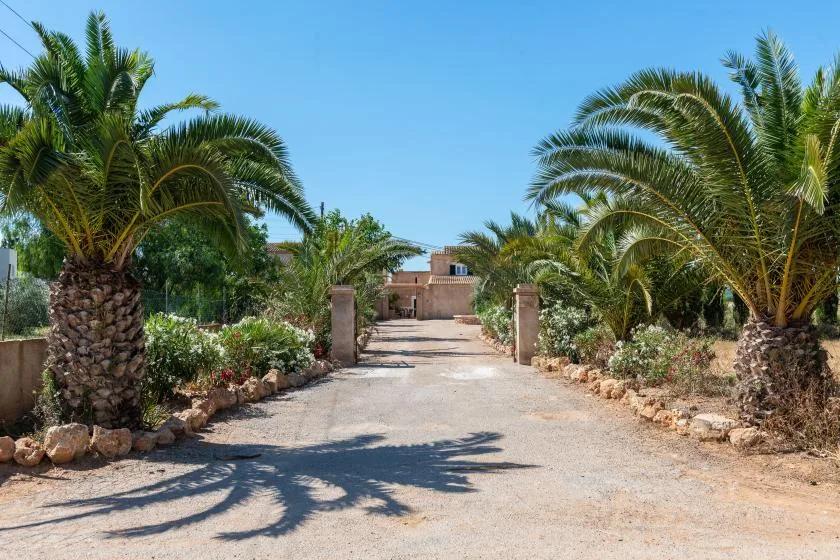 A gravel driveway lined with palm trees leads toward a building.
