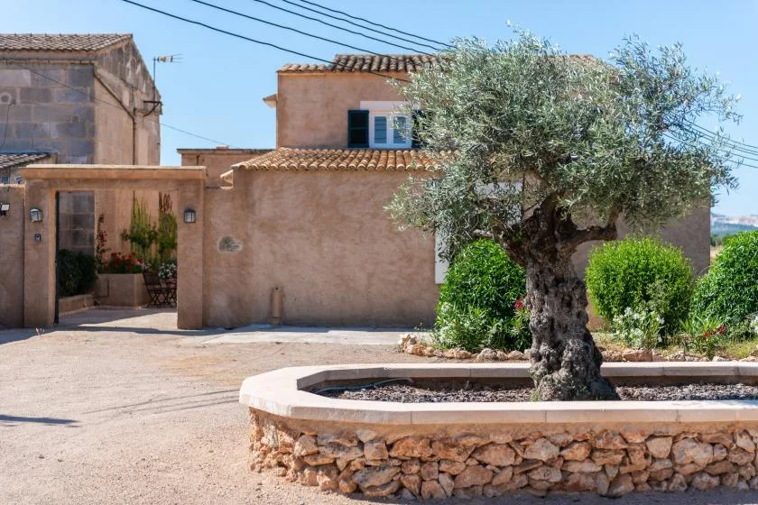 A paved courtyard with a large tree in a raised stone planter.