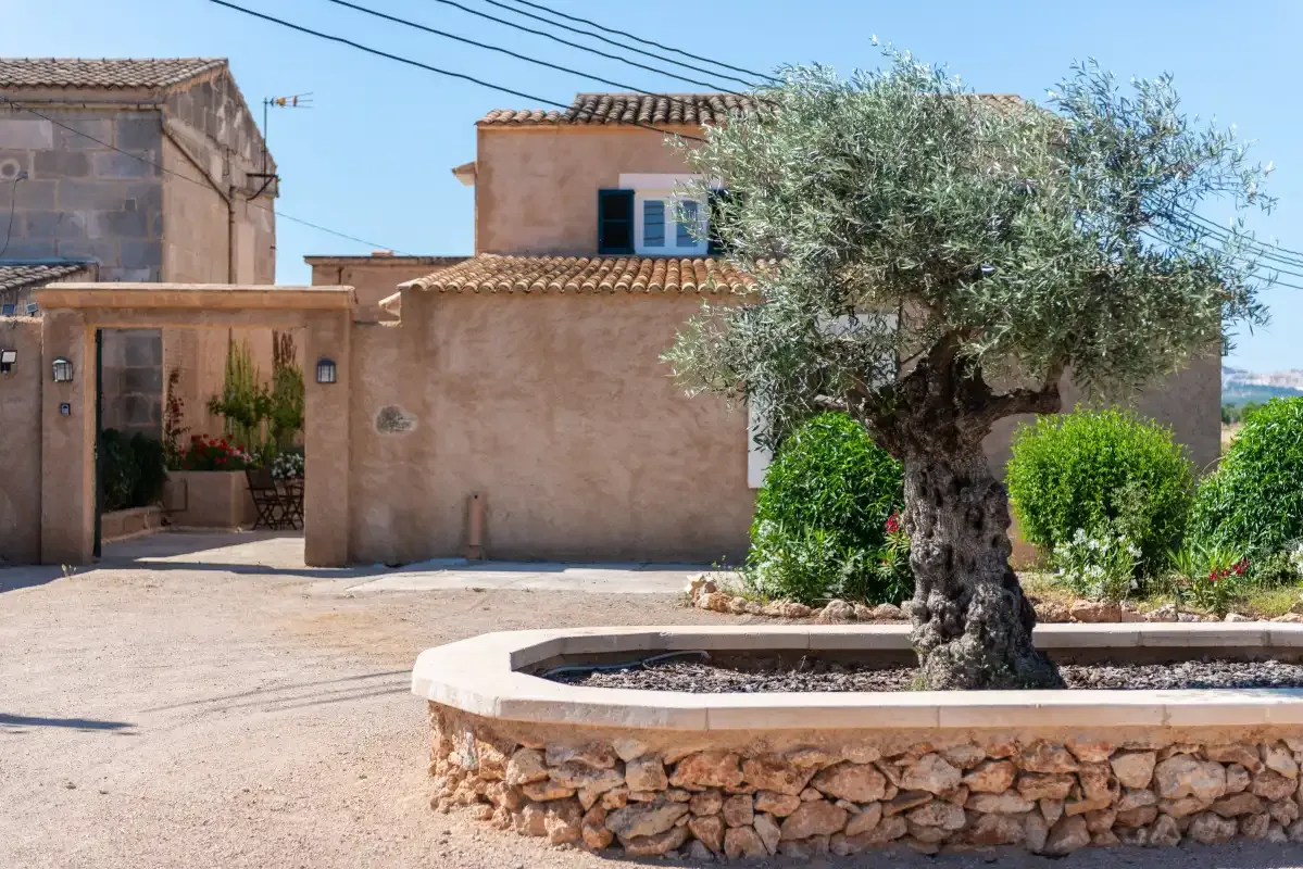 A paved courtyard beside a stucco building, with a tree in a raised stone planter.
