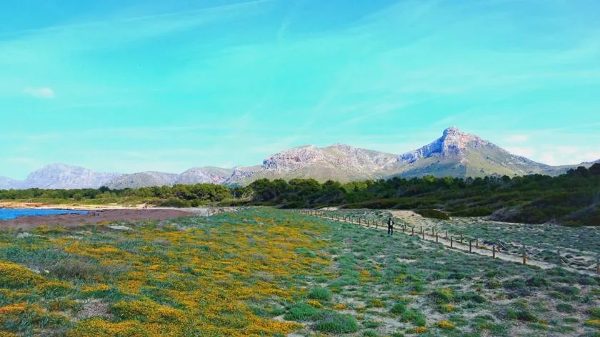 A wildflower-covered meadow stretches toward a mountain range beneath a clear sky.