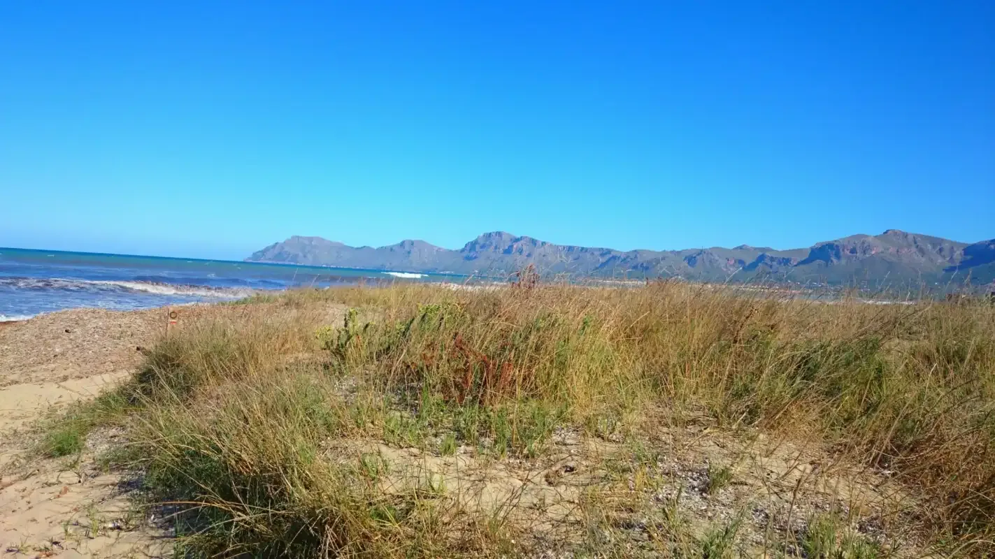 A sandy beach with coastal grasses and distant mountains.
