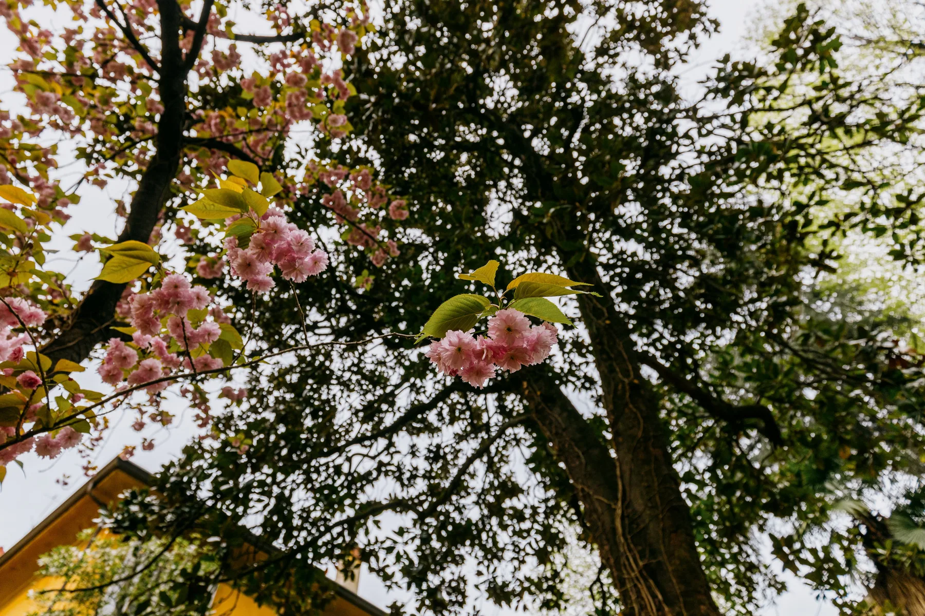 Ramas con flores se extienden por la vista sobre un edificio.