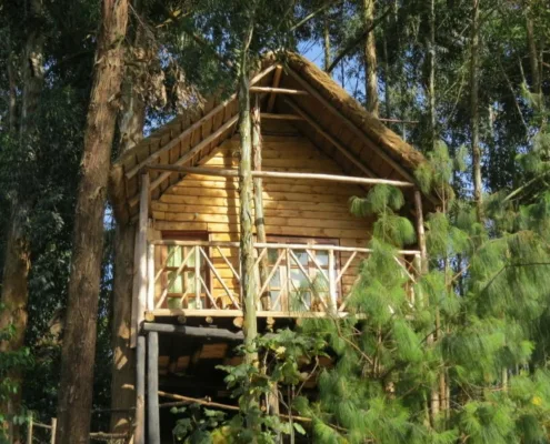 Casa en el árbol Agapanthus